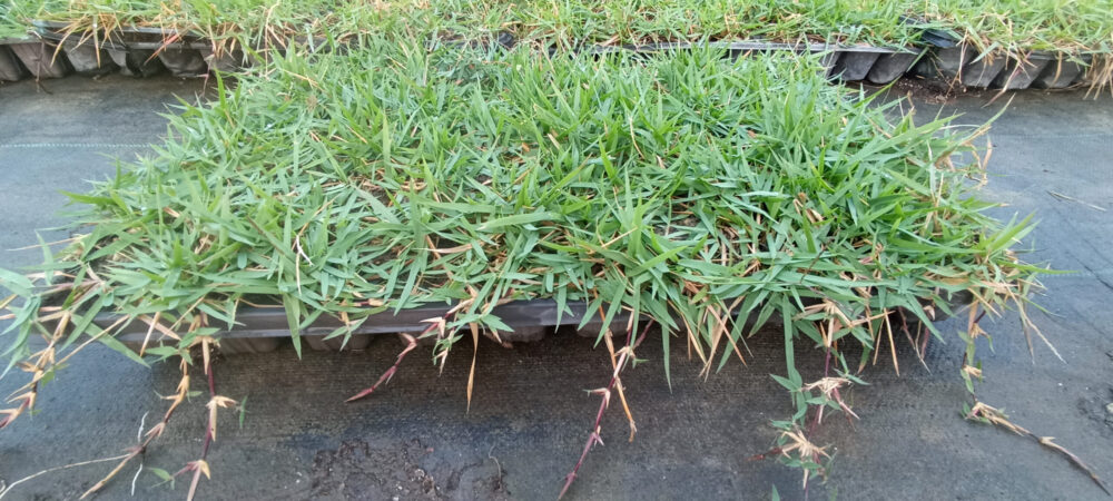 Zoysia çimi - Görsel 4