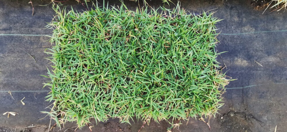 Zoysia çimi - Görsel 5