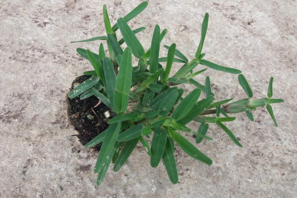 Saint Augustine - Görsel 3